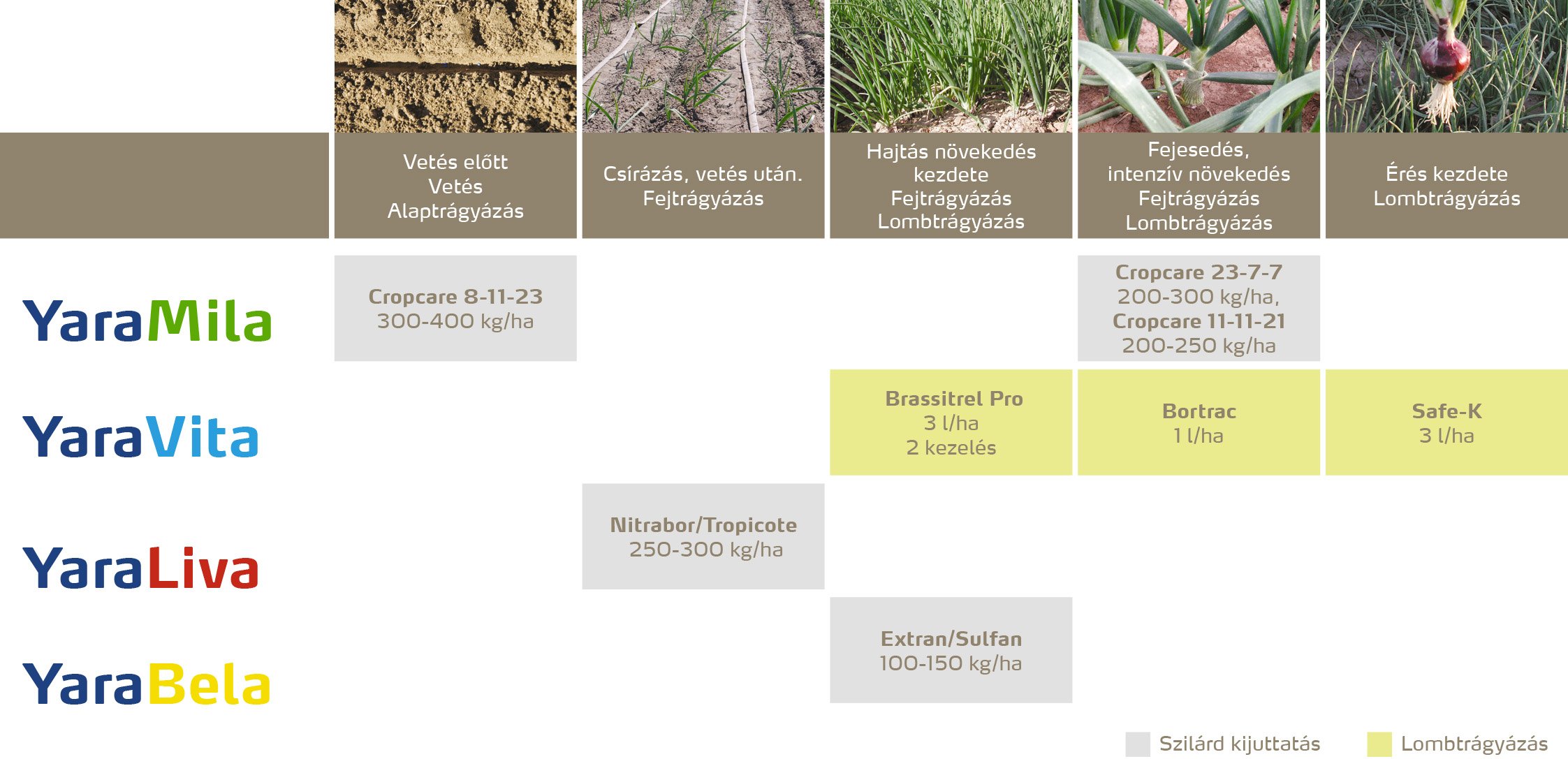 zoldseg_2020_feno_Hagymaf&eacute;l&eacute;k copy.jpg