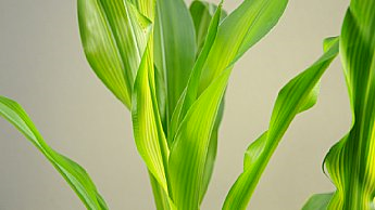 kukorica egészsége