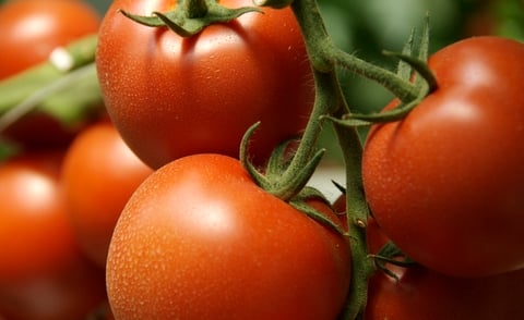 paradicsom minőség