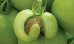 paradicsom egészség