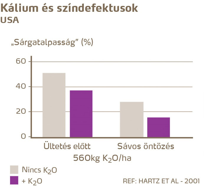 paradicsom minőség