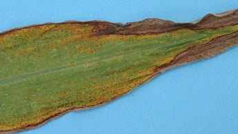 kukorica egészsége