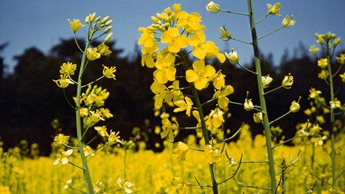 repce eg&eacute;szs&eacute;g