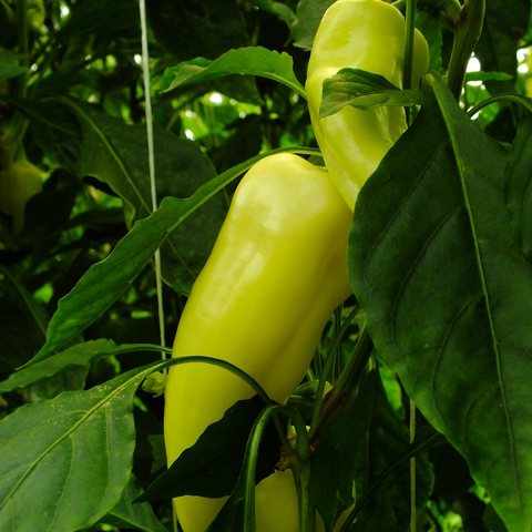 paprika prospektus