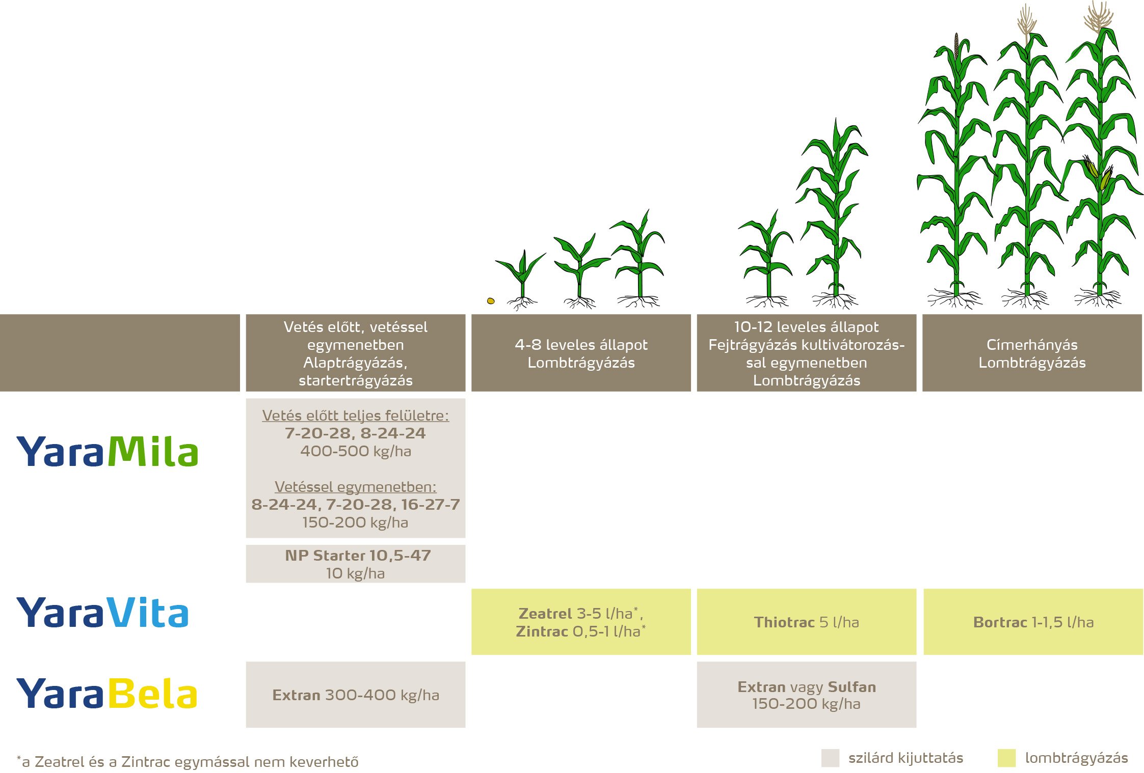 szantofoldi_2020_feno_Csemegekukorica copy.jpg