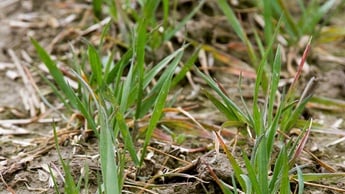 b&uacute;za t&eacute;nyek