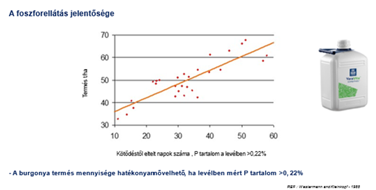 burgonya foszforell&aacute;t&aacute;s