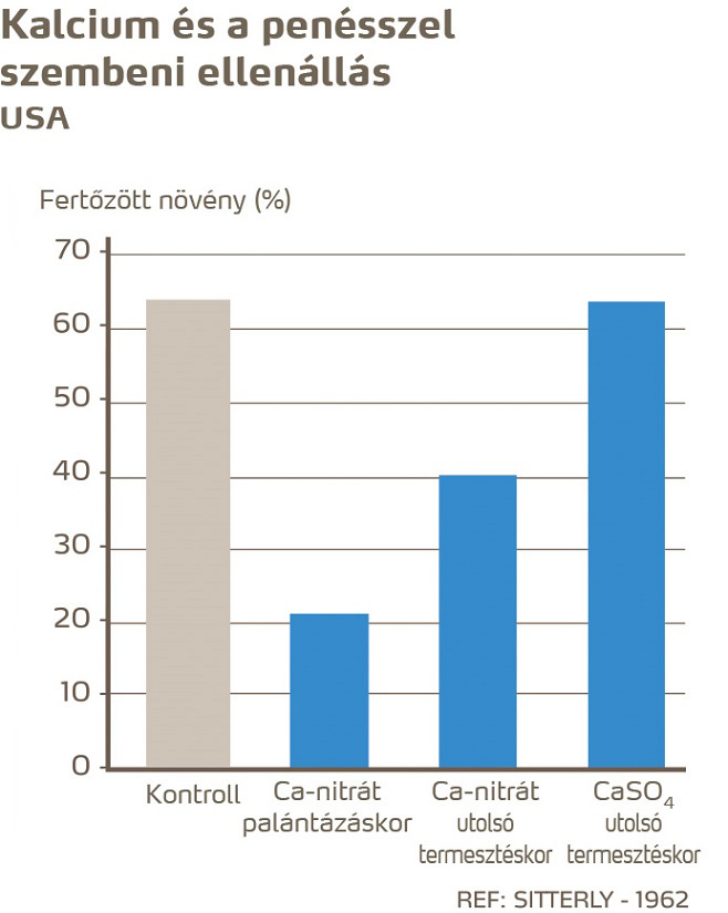 paradicsom egészség