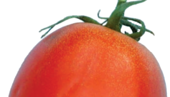 Sárgapettyezettség megelőzése paradicsomnál