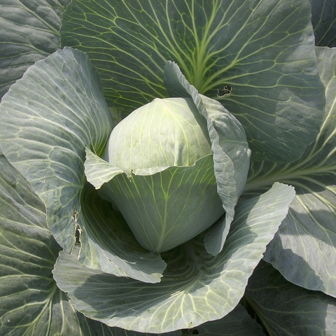 k&aacute;poszta prospektus