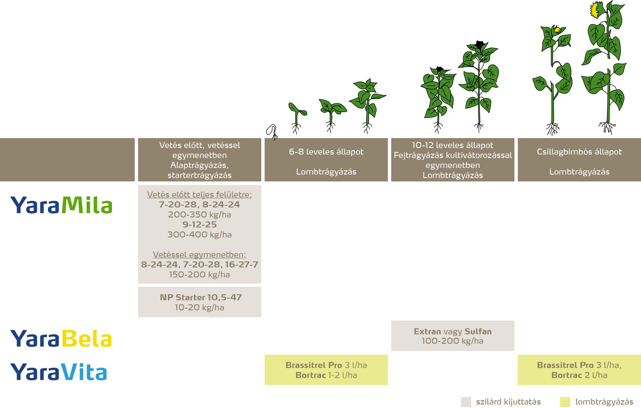 szantofoldi_2020_feno_Napraforg&oacute; copy.jpg