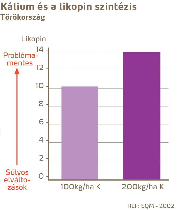 paradicsom minőség