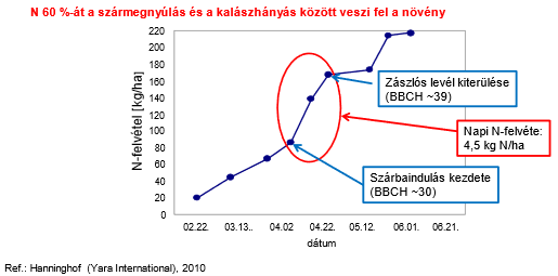 Őszi b&uacute;za kumul&aacute;lt nitrog&eacute;nfelv&eacute;tele vir&aacute;gz&aacute;sig