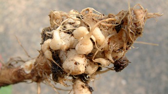 repce eg&eacute;szs&eacute;g