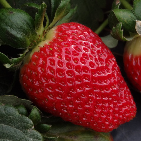 szam&oacute;ca prospektus