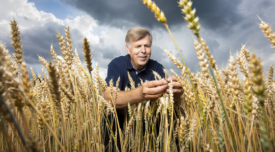 Szántóföldi megoldások