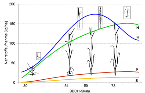 Őszi b&uacute;za t&aacute;panyagfelv&eacute;teli dinamik&aacute;ja