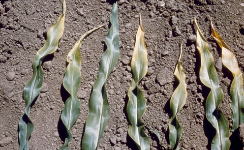 kukorica egészsége